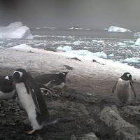 Pinguincam in der Antarktis